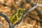 mating grasshoppers, Matobo (Matopos), Zimbabwe