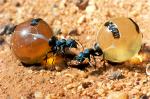 Honey Ants, Alice Springs Desert Park, Australia
