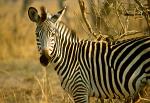 Zebra, South Luangwa National Park, Zambia