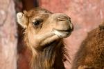 Camel, Pushkar, Rajasthan, India
