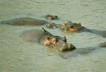 Hippo, South Luangwa National Park, Zambia