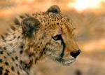 Cheetah, Etosha National Park, Namibia