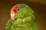 Green-Cheeked Parrot, (Amazona viridigenalis), Chiapas, Mexico