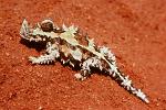 Thorny Devil ( Moloch horridus), Alice Springs Desert Park, Australia