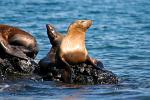 Sea Lions, Bahia de los Angeles, Baja California, Mexico