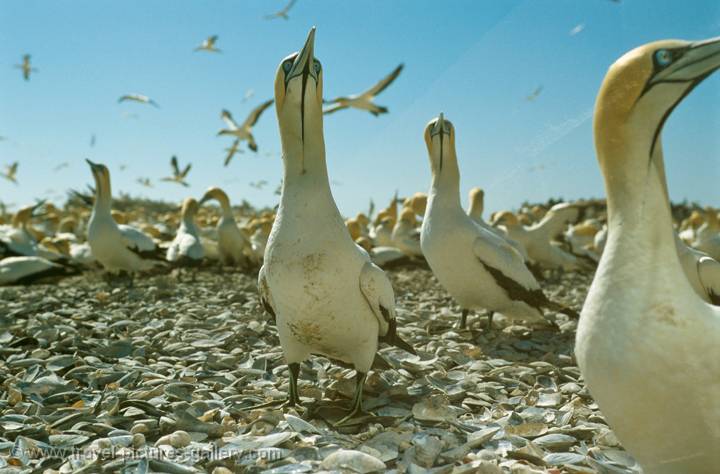 Cape Gannets, Lambert's Bay, South Africa