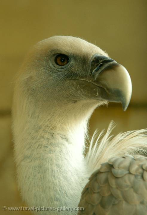 vulture, Jaisalmer, Rajasthan, India