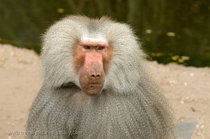 Hamadryas Baboon, (Papio Hamadryas), Ethiopia