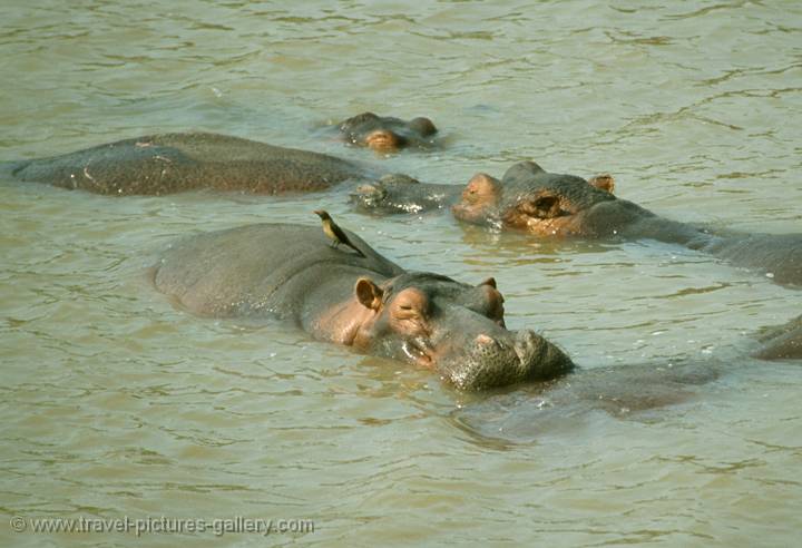 Hippo, South Luangwa National Park, Zambia