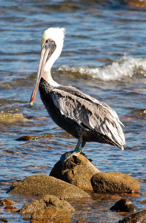 Pelican, Bahia de los Angeles, Baja California, Mexico