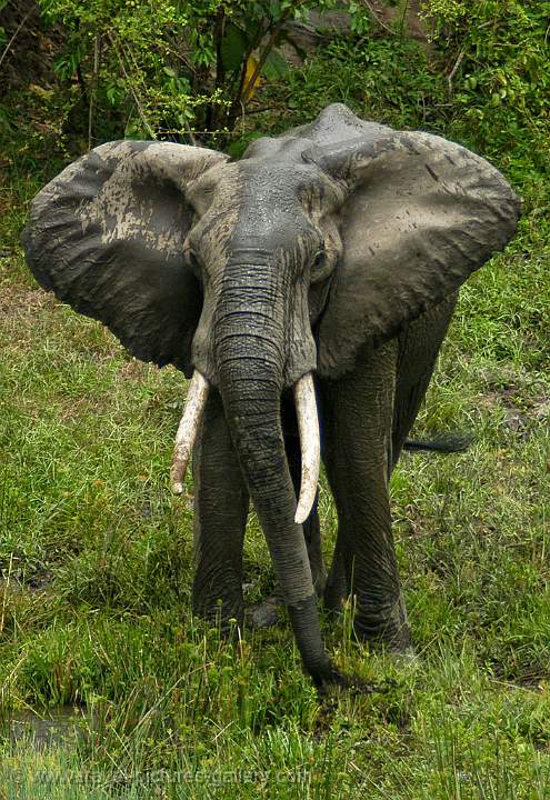 Elephant, Shimba Hills National Reserve