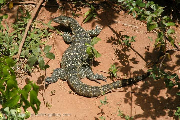 Monitor Lizard, Shimba Hills National Reserve