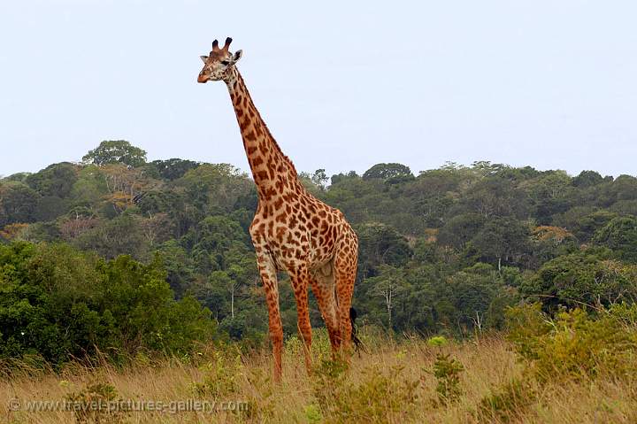 Giraffe, in Shimba Hills National Reserve