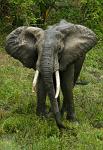 Elephant, Shimba Hills National Reserve