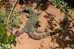 Monitor Lizard, Shimba Hills National Reserve