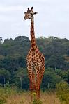 Giraffe, in Shimba Hills National Reserve