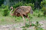 Ostrich (Struthio camelus), Shimba Hills National Reserve