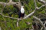Fishing Eagle, Shimba Hills National Reserve