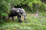 Elephant, Shimba Hills National Reserve