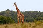 Giraffe, in Shimba Hills National Reserve
