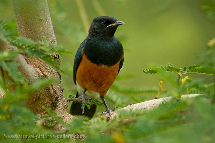 Red-breasted Starling