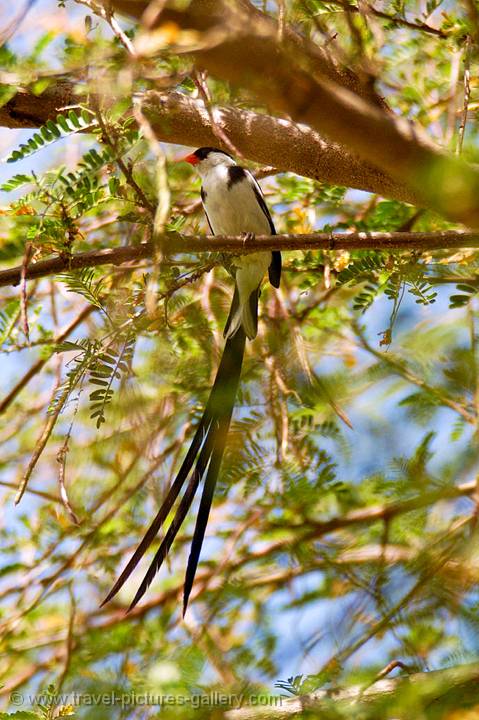 Paradise Whydah