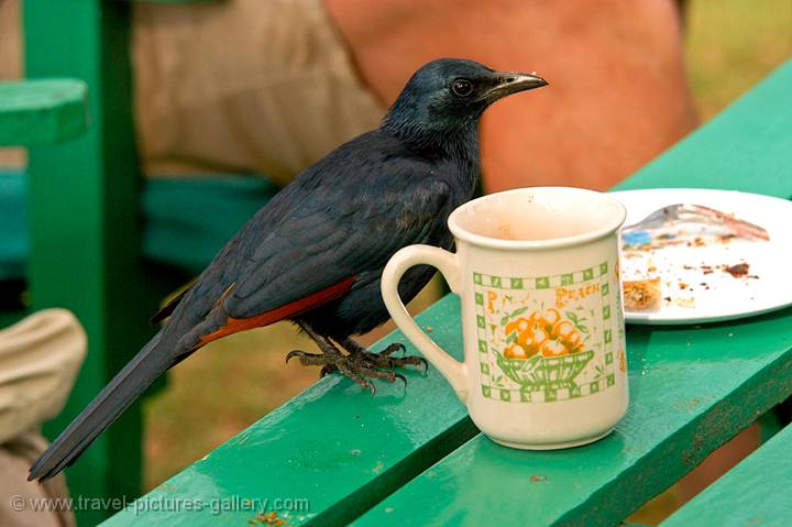 Red winged Starling, enjoying crumbs