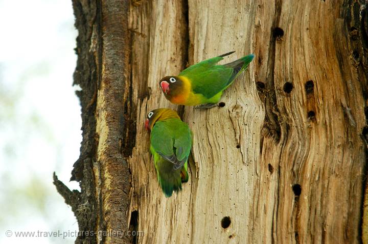 a pair of Rosyfaced Lovebirds