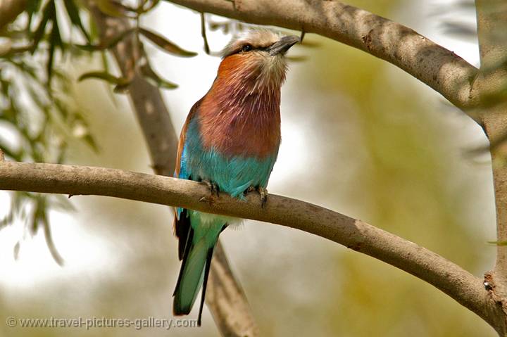 Lilac Breasted Roller (Coracias caudata)