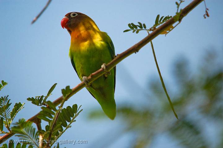 a Rosyfaced Lovebird