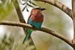 a bird lover's paradise; Lilac Breasted Roller (Coracias caudata)