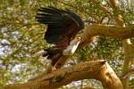 a Fishing Eagle