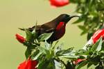 Purple-throated Sunbird