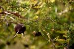 thorny acacia