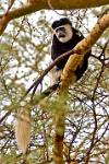 black and white colobus monkey
