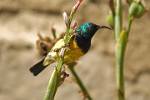 Yellow Bellied Sunbird (Nectarinia jugularis)