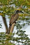 a Grey Hornbill