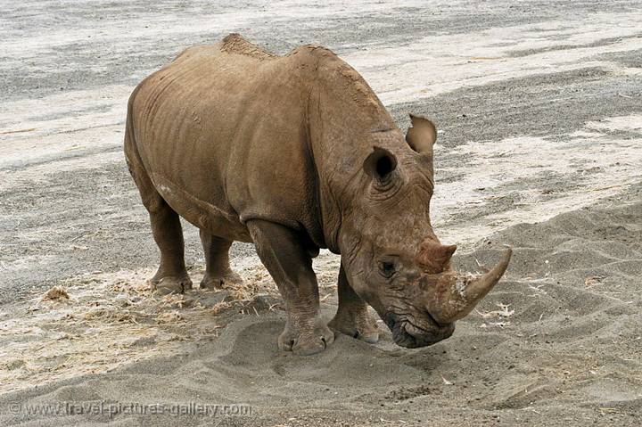 a white rhino