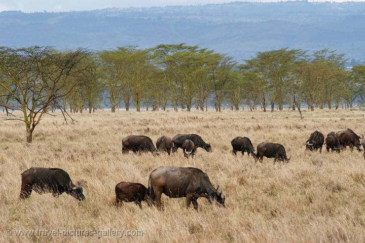 a herd of buffaloes