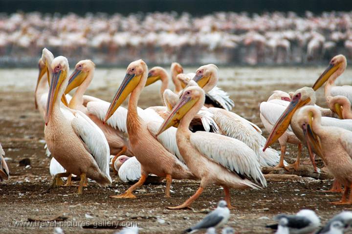 pelicans at the lake