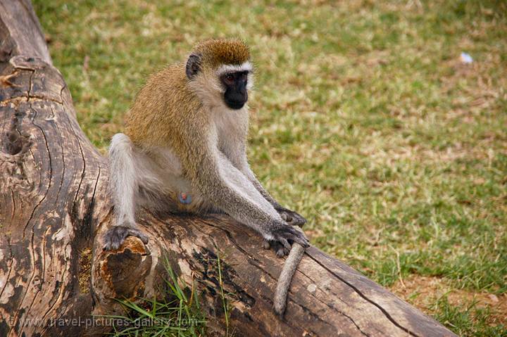 Vervet Monkey (Cercopithecus aethiops)