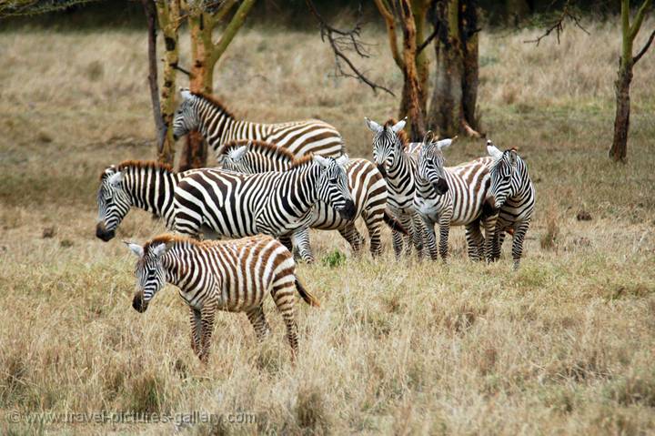 a small herd of zebra
