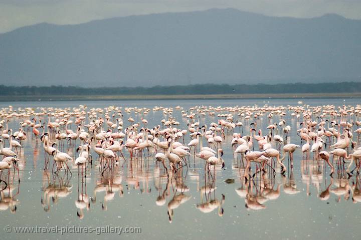 flamingoes in the shallow soda lake