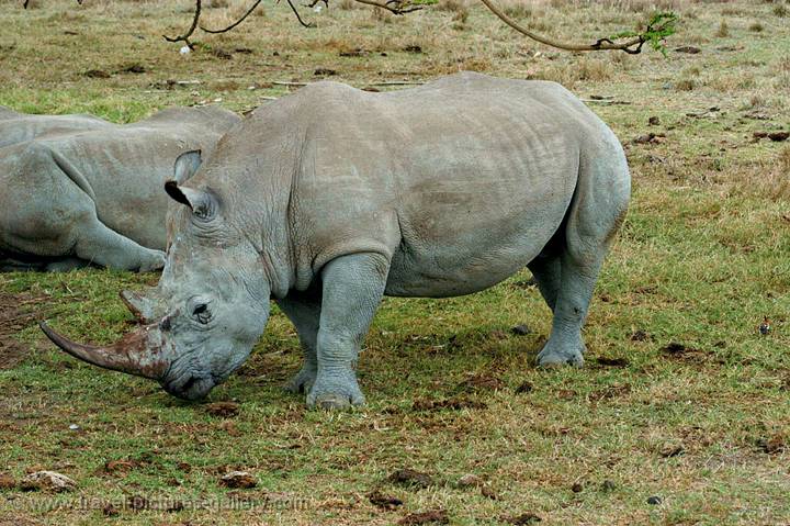 a white rhino