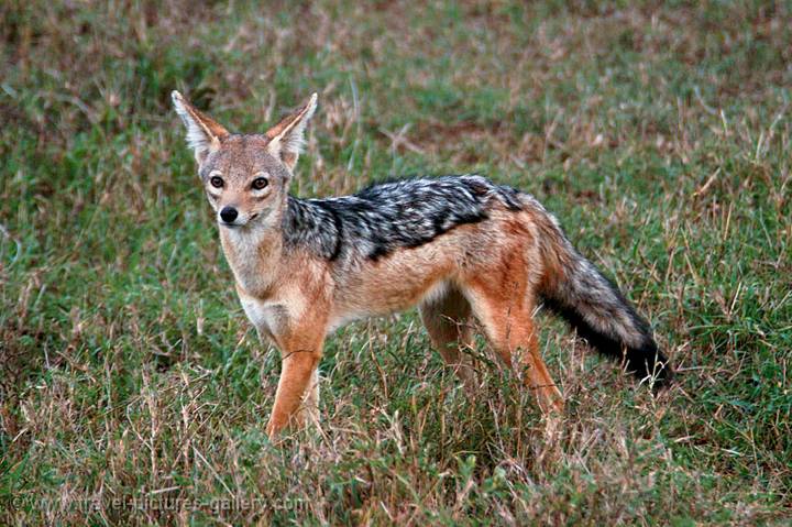 a jackal