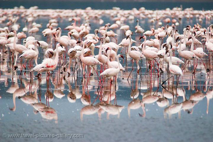 flamingoes in the shallow soda lake