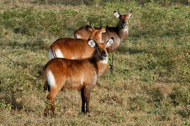 the Waterbuck (Kobus ellipsiprymnus) is a large antelope