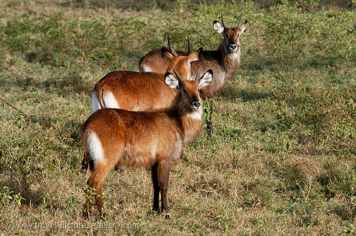 the Waterbuck (Kobus ellipsiprymnus) is a large antelope