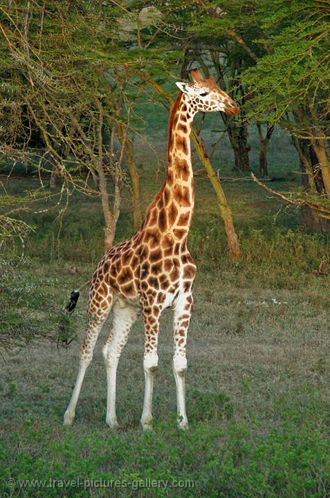 Rothchild's Giraffe (Giraffa camelopardalis rothschildi) 