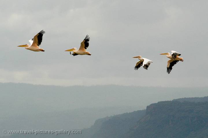 pelicans in flight